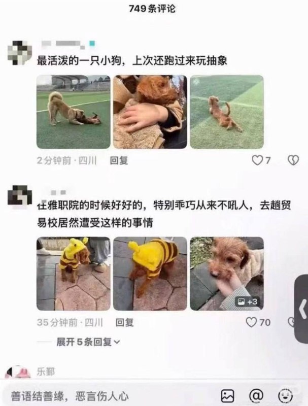 近日 四川 雅安 一所学校员工被曝在操场打死一只 流浪狗 此事经网络传播后引发广泛关注与讨论