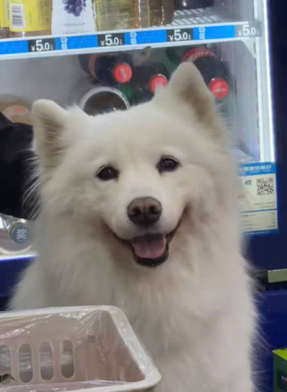 2月1日 江苏连 云港市东海县，网传某小区两名男孩玩 #烟花 时，将点燃的烟花扔进 狗笼 导致一只养了7年的‌ 萨摩耶 ‌被 活活烧死2月2日，狗主人发布微博称