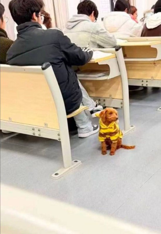 近日 四川 雅安 一所学校员工被曝在操场打死一只 流浪狗 此事经网络传播后引发广泛关注与讨论