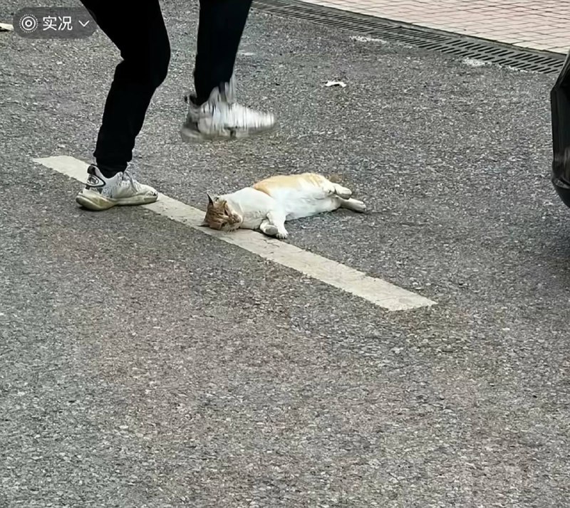 湖南 邵阳二中 一中学 教师 被指当学生面 踩死 流浪猫校方