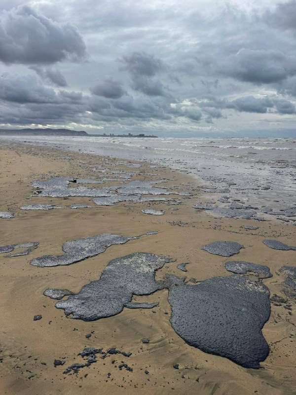 克拉斯诺达尔地区发生 燃油 泄漏 #事件 后，11只海豚和140多只 鸟类 死亡