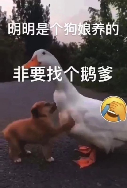 共狗找俄爹