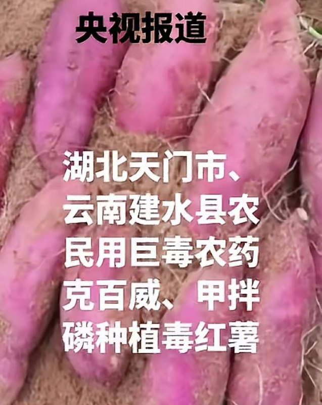 致命毒红薯已流遍20多省现在啥啥都有毒......食品安全问题日渐严重前两天才买了红薯，长得挺好看的，放那儿还没吃，不知道是不是天门挖出来的，所以，还能吃吗？ ​致命毒红薯已流遍20多省现在啥啥都有毒......食品安全问题日渐严重前两天才买了红薯，长得挺好看的，放那儿还没吃，不知道是不是天门挖出来的，所以，还能吃吗？ ​
