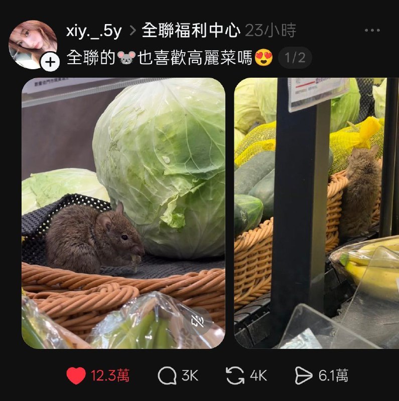 一只网红小鼠出生地成谜！一只网红小鼠出生地成谜！
