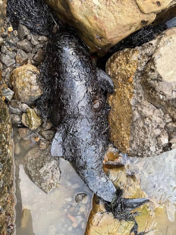 克拉斯诺达尔地区发生 燃油 泄漏 #事件 后，11只海豚和140多只 鸟类 死亡