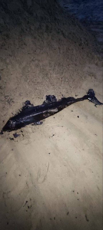 克拉斯诺达尔地区发生 燃油 泄漏 #事件 后，11只海豚和140多只 鸟类 死亡