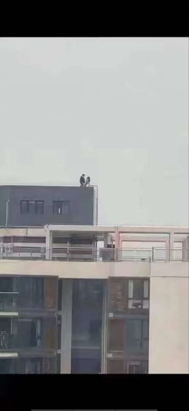 #感谢投稿#网传 男一女在楼顶做爱，把女子顶到楼底下了