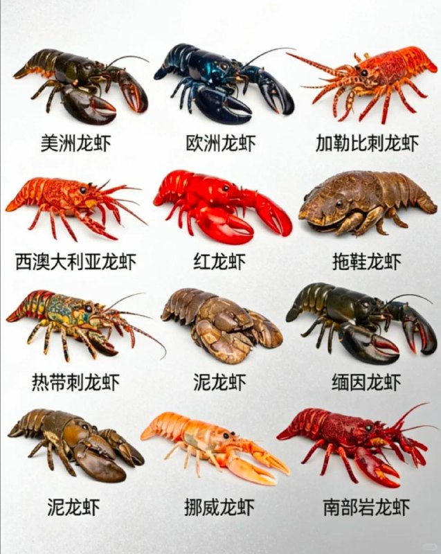 一大批龙虾来了 #马化腾一大批龙虾来了 #马化腾