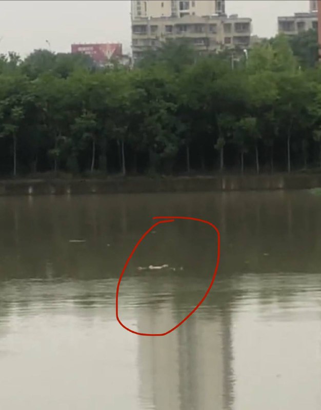 7月10日襄阳清河二桥一男子跳河，打捞尸体中 #跳河7月10日襄阳清河二桥一男子跳河，打捞尸体中 #跳河