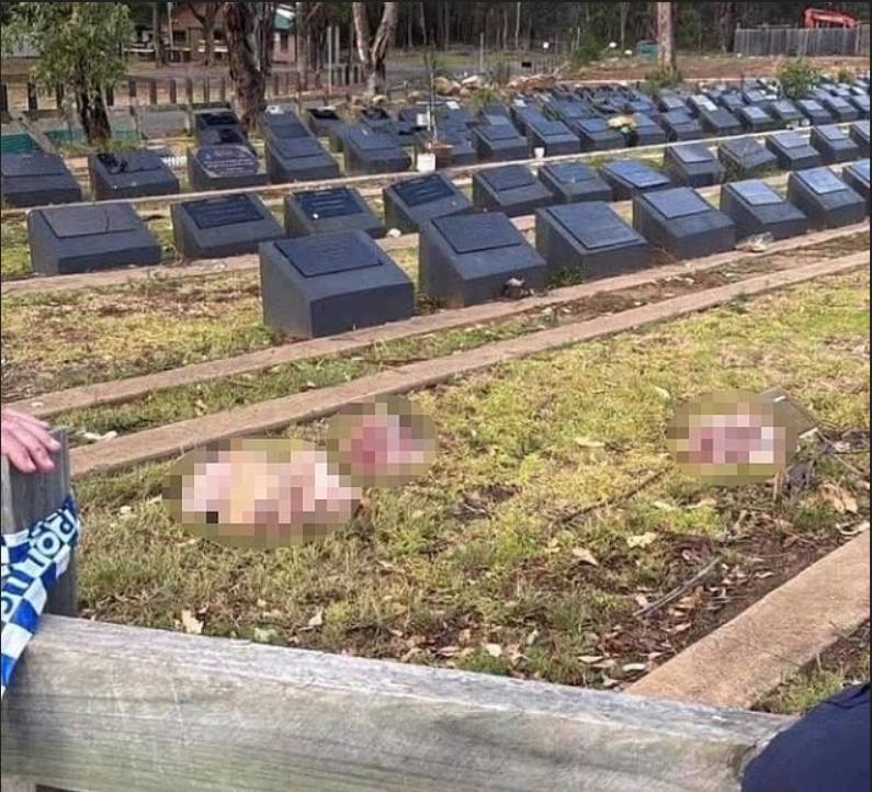 邦迪海滩恐怖袭击事件发生后，有人向穆斯林坟墓投掷猪头#澳大利亚 #悉尼 #枪杀