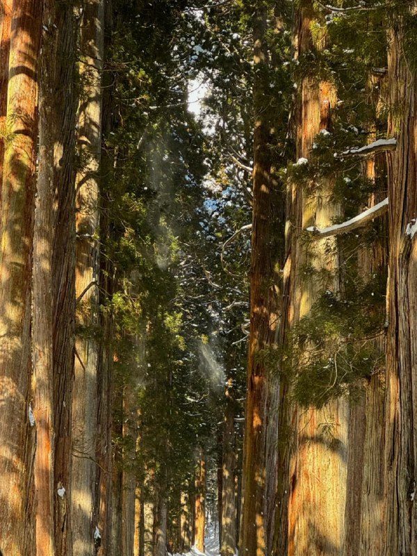 #日本  #长野  #户隐神社   #徒步  #户外徒步#日本  #长野  #户隐神社   #徒步  #户外徒步