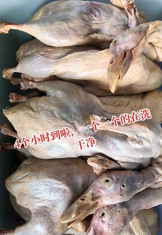 烧鸭 #科技与狠活 色素加25元冰冻白条鸭就是这样制作的烧鸭 #科技与狠活 色素加25元冰冻白条鸭就是这样制作的